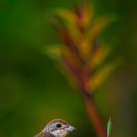 Портрет фотографа (аватар) Lucas Oh