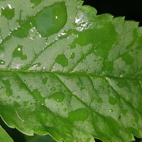 Портрет фотографа (аватар) Russell