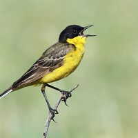 Портрет фотографа (аватар) Игорь Моисеев (Igor Moiseev)