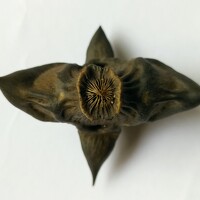 Портрет фотографа (аватар) Анна Пилипенко (Hanna Pylypenko)