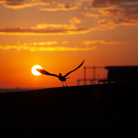 Портрет фотографа (аватар) Светлана Щиголева (Svetlana Shchigoleva)