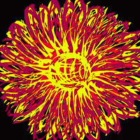 Портрет фотографа (аватар) Марият Магомедова (Mariyat Magomedova)