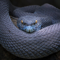 Портрет фотографа (аватар) Zhi Heng Lee (Lee Zhi Heng)