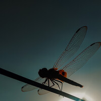 Портрет фотографа (аватар) Santhosh Kumar (Santhosh kumar)