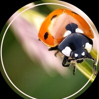 Портрет фотографа (аватар) Катерина Ермолаева (Ekaterina Ermolaeva)