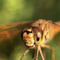 Портрет фотографа (аватар) Sandali Malalasekera