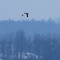 Портрет фотографа (аватар) Дмитрий Дрозд (Dmitriy Drozd)