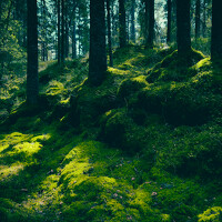 Портрет фотографа (аватар) Juozas Zalunskis