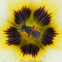 Портрет фотографа (аватар) LOH CHEE WOEI