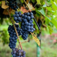 Портрет фотографа (аватар) Мирон Сергей (Sergey Miron)