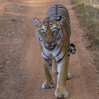 Портрет фотографа (аватар) Sanjaykumar Daramwar