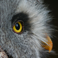 Портрет фотографа (аватар) Шмидт Юрген (Jurgen Shmidt)