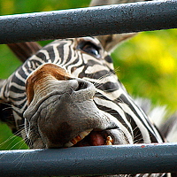 Портрет фотографа (аватар) At