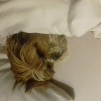 Фотография stan Портрет фотографа (аватар) stan