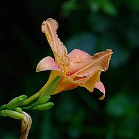 Портрет фотографа (аватар) lexus (Nopis)