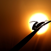 Портрет фотографа (аватар) AirPavel