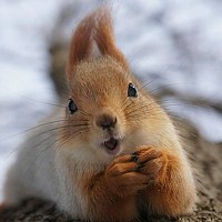 Портрет фотографа (аватар) Максим Родников