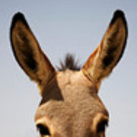 Портрет фотографа (аватар) Kobasz Grande (kobasica grand)