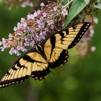 Портрет фотографа (аватар) PETRO SHOSTAK