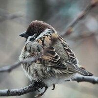 Портрет фотографа (аватар) Vi Ki