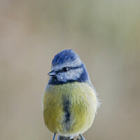 Портрет фотографа (аватар) JOSE ROS (JOSE ROS VICTORIA)