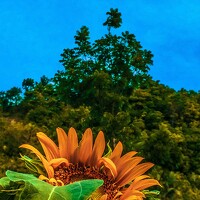 Портрет фотографа (аватар) CJ Mont (Cynthia Joy Montalban)