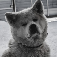 Портрет фотографа (аватар) _ AZIMOV