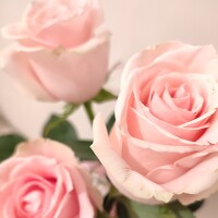 Портрет фотографа (аватар) Ольга Сучкова (Olga Suchkova)