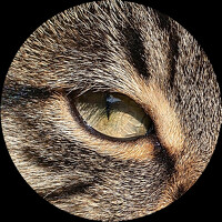 Портрет фотографа (аватар) Тырышкин Роман