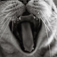 Портрет фотографа (аватар) Роман Суковач (Roman Sukovach)