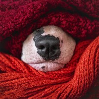 Портрет фотографа (аватар) Андрианова Ирина (Irina Andrianova)