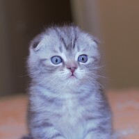 Портрет фотографа (аватар) Yrii Usoltsev (Semenovic)