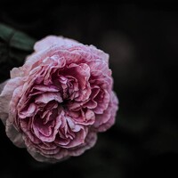 Портрет фотографа (аватар) Алеся