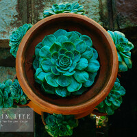 Портрет фотографа (аватар) Đỗ Tùng