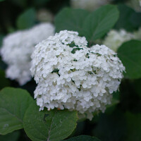 Портрет фотографа (аватар) Филипп Бабенко (Filipp Babenko)