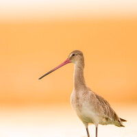 Портрет фотографа (аватар) Ananth Ramasamy