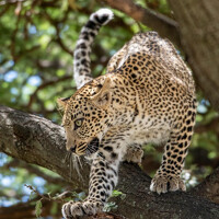 Фотография Dunna Sai Ganesh (Dunna.sai Ganesh) Портрет фотографа (аватар) Dunna Sai Ganesh (Dunna.sai Ganesh)