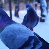 Портрет фотографа (аватар) А Юрий