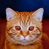 Портрет фотографа (аватар) Бурбона Сергей (Sergey Burbona)