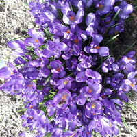 Портрет фотографа (аватар) ОЛЬГА ПИНЧУКОВА