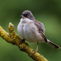 Портрет фотографа (аватар) Houmame Khelili