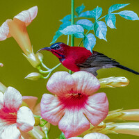 Портрет фотографа (аватар) PassionFoto by Sukhen Bandyopadhyay