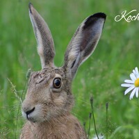 Портрет фотографа (аватар) Адия Кочубей (Kochubey)