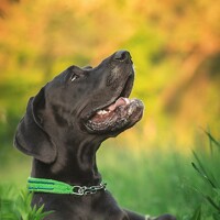 Фотография Ангелина Ледовская (Angelina Ledovskaia) Портрет фотографа (аватар) Ангелина Ледовская (Angelina Ledovskaia)