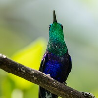 Портрет фотографа (аватар) Paulo Andrés Garcias Urueña