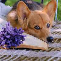 Портрет фотографа (аватар) Валерия Дурнева (Valeria Durneva)