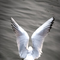 Портрет фотографа (аватар) Елена Болдырева (Elena Boldyreva)