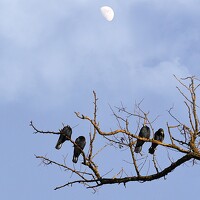 Портрет фотографа (аватар) Ludmila Olariu