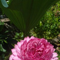 Портрет фотографа (аватар) Lai bich lien (Lai Bich Lien)