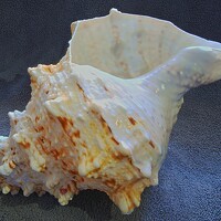 Портрет фотографа (аватар) Уктам Джалалов (Uktam Djalalov)